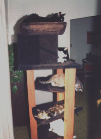 Cat Tree