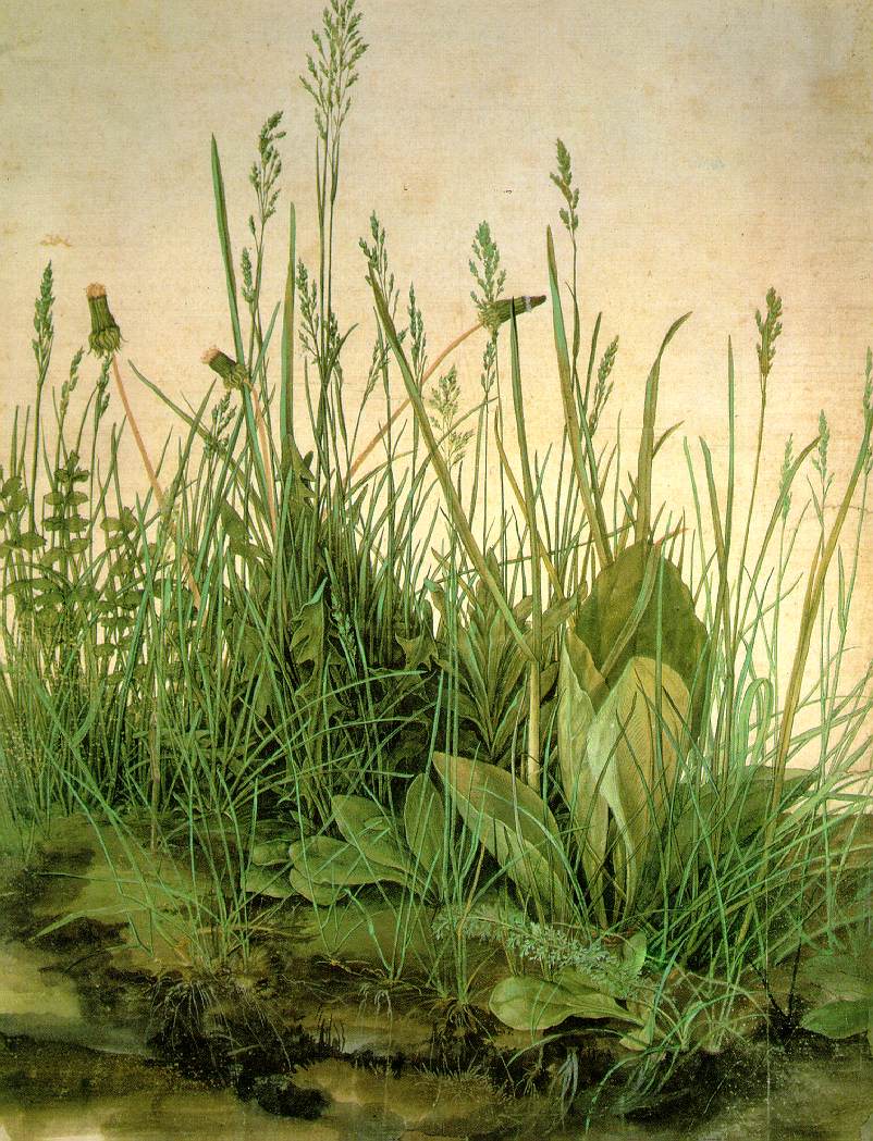 The Large Turf, Albrecht Dürer, 1503